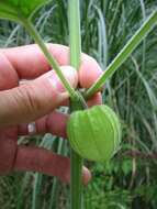 Image of Peruvian groundcherry