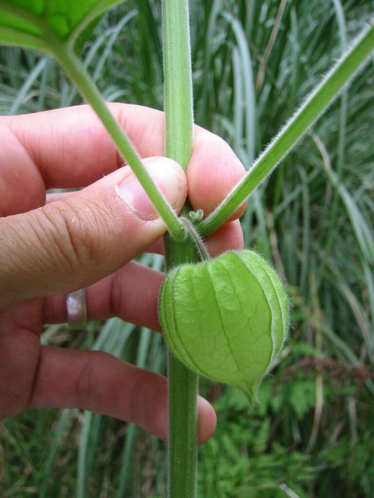 Image of groundcherry