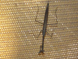 Image of Archimantis