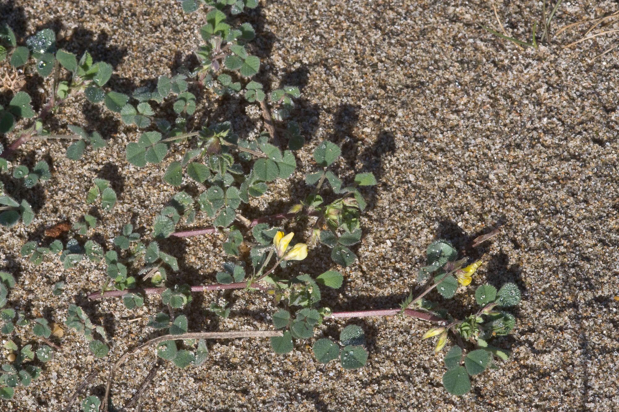 Image of water medick