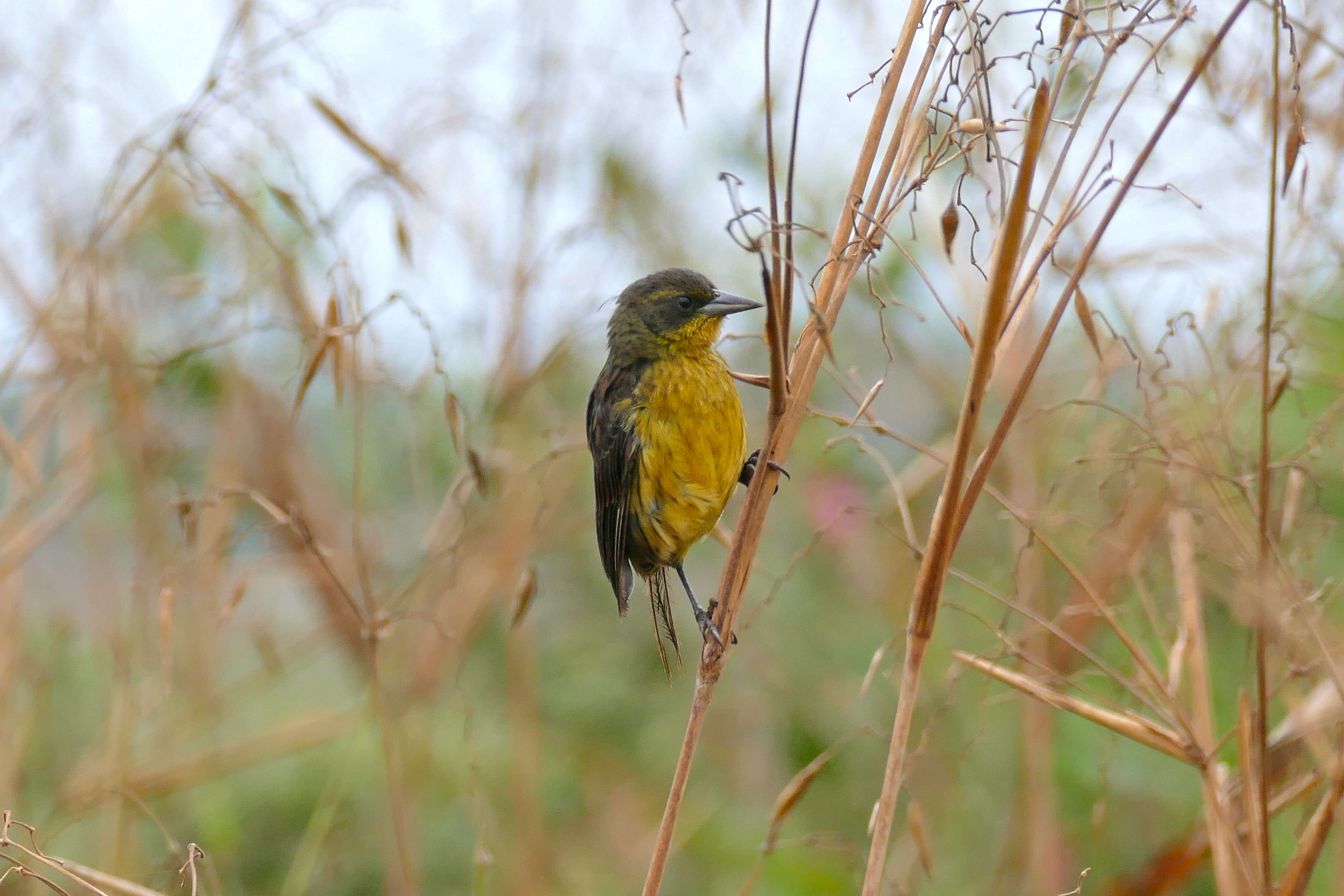 Image of Unicolored Blackbird