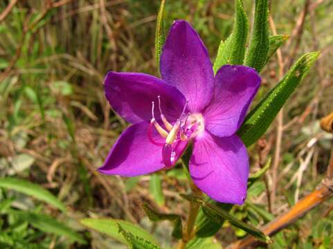 Imagem de Rhynchanthera grandiflora (Aubl.) DC.