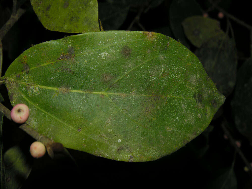 Image of Ficus colubrinae Standl.