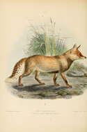 Image of Foxes