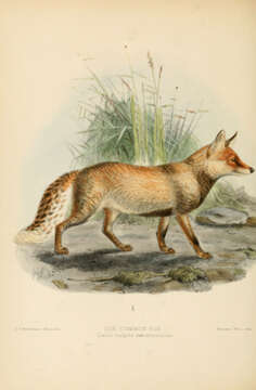 Image of Foxes