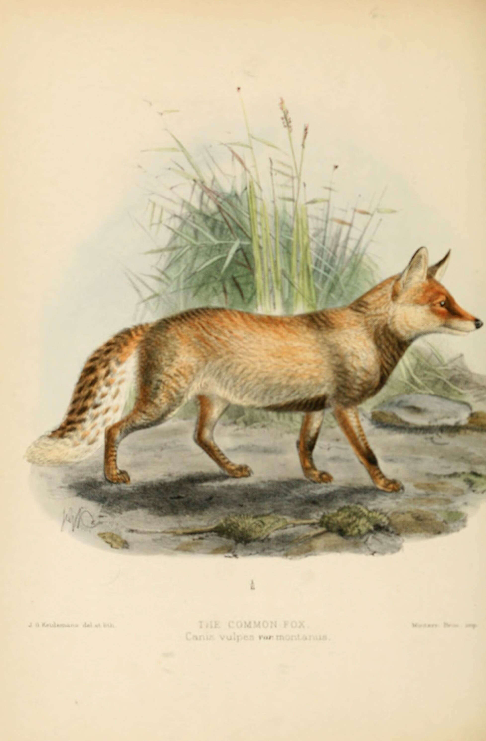 Imagem de Vulpes Frisch 1775