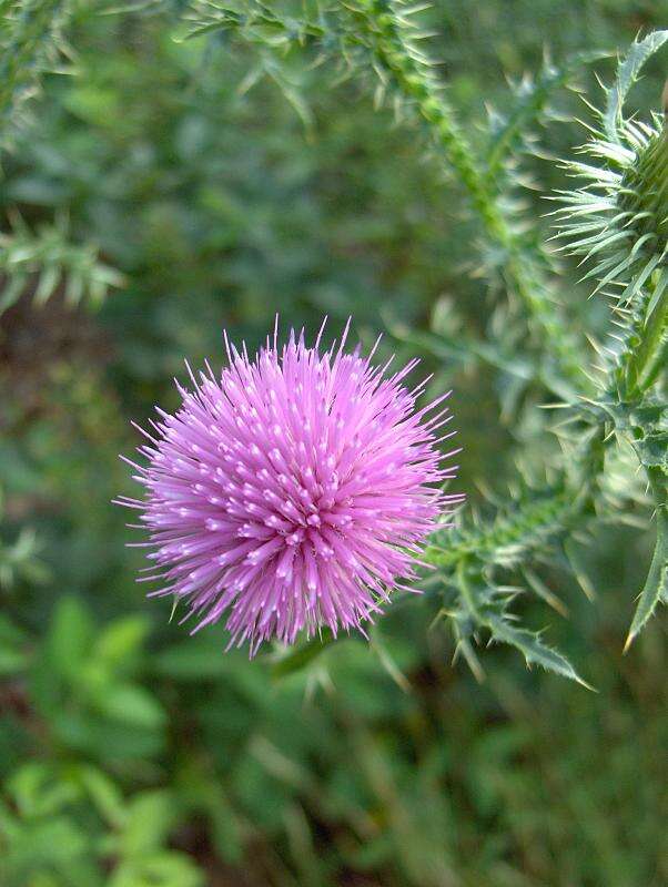 Image of Spear Thistle