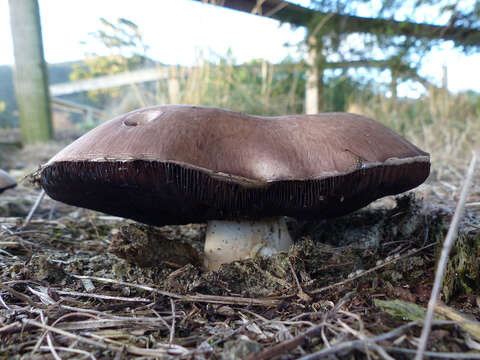 Image of Agaricus austrovinaceus Grgur. & T. W. May 1997