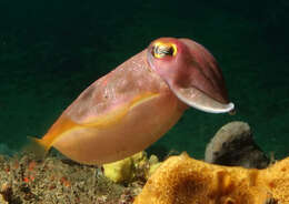 Image of cuttlefish