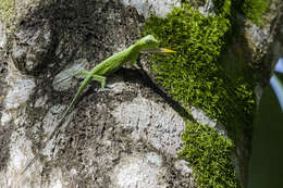 Image of agamid lizards