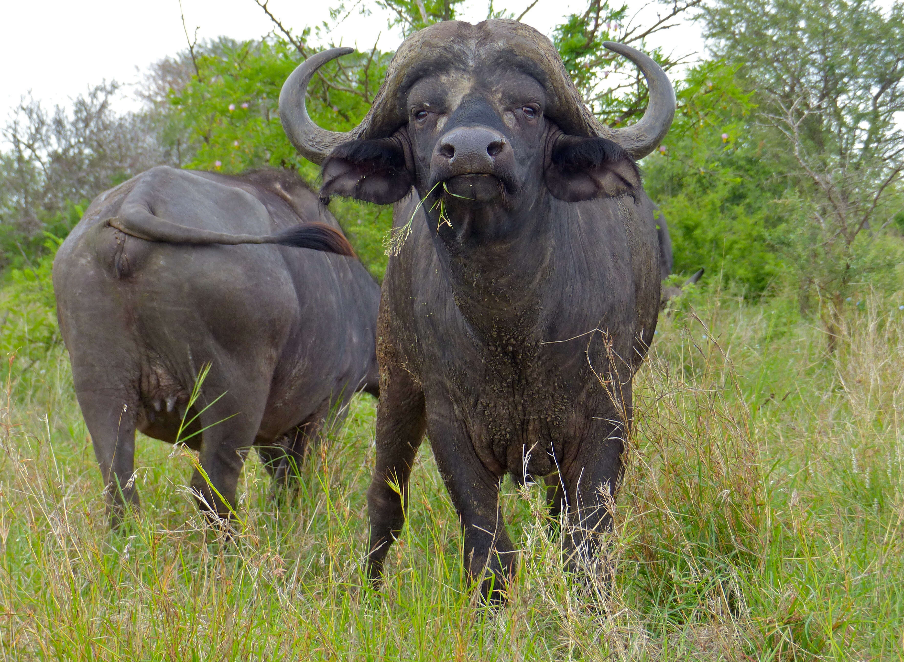 Image of African Buffaloes