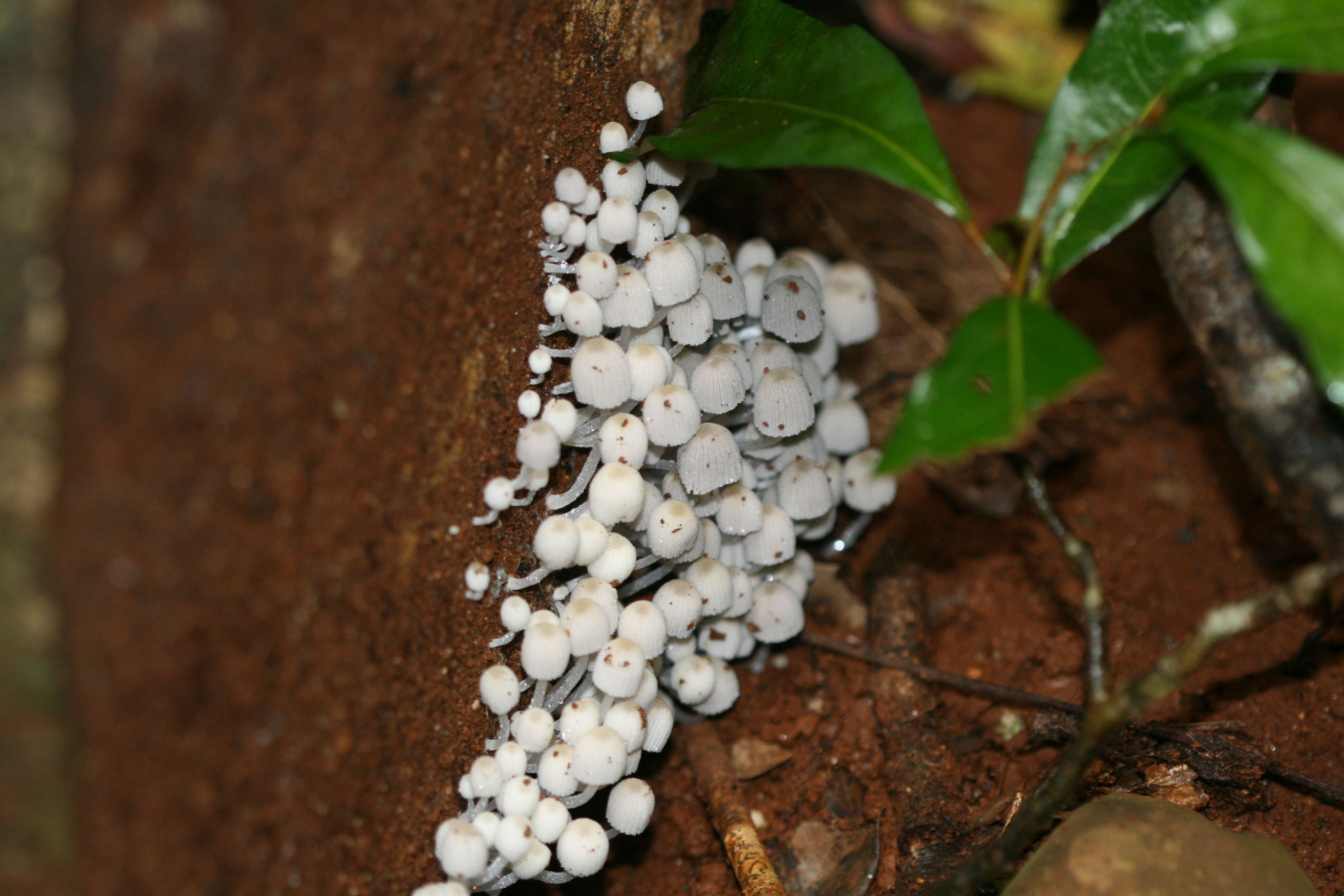 Image of Coprinellus