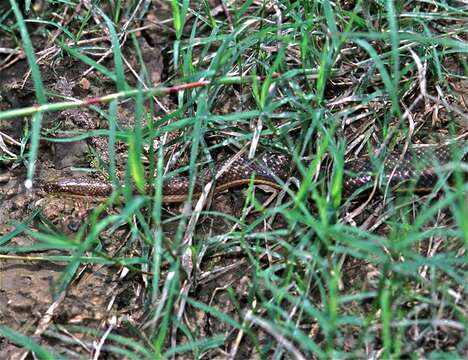 Image of Rainbow Mud Snake