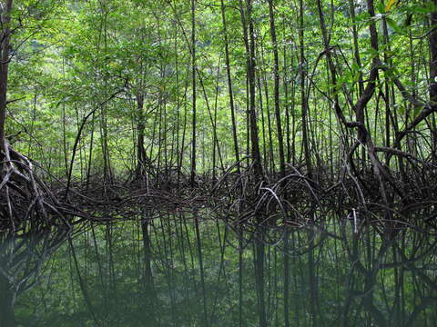 Image of mangrove