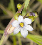 Image of Blue-eyed grass