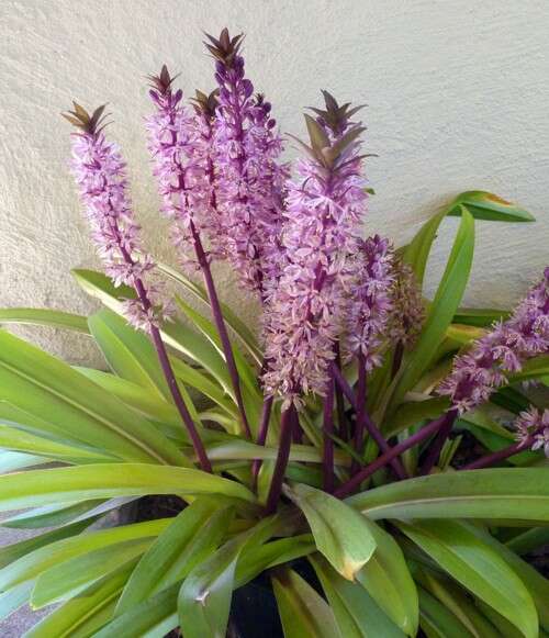 Imagem de Eucomis comosa (Houtt.) Wehrh.