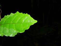 Sivun Terminalia costaricensis (Stace) Gere & Boatwr. kuva