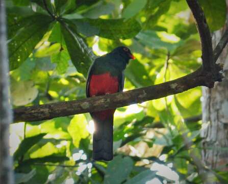 Image of Slaty-tailed Trogon