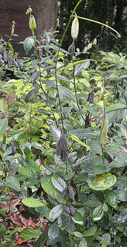 Image of Crotalaria nitens Kunth