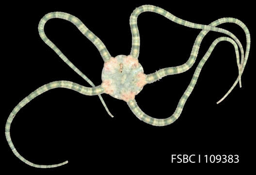 Image of Short-spined brittle star