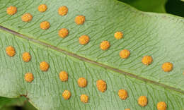 Image of golden polypody