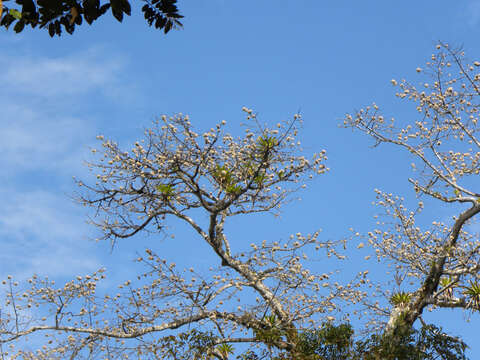 Image of kapoktree