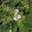 Image of Acacia angustissima