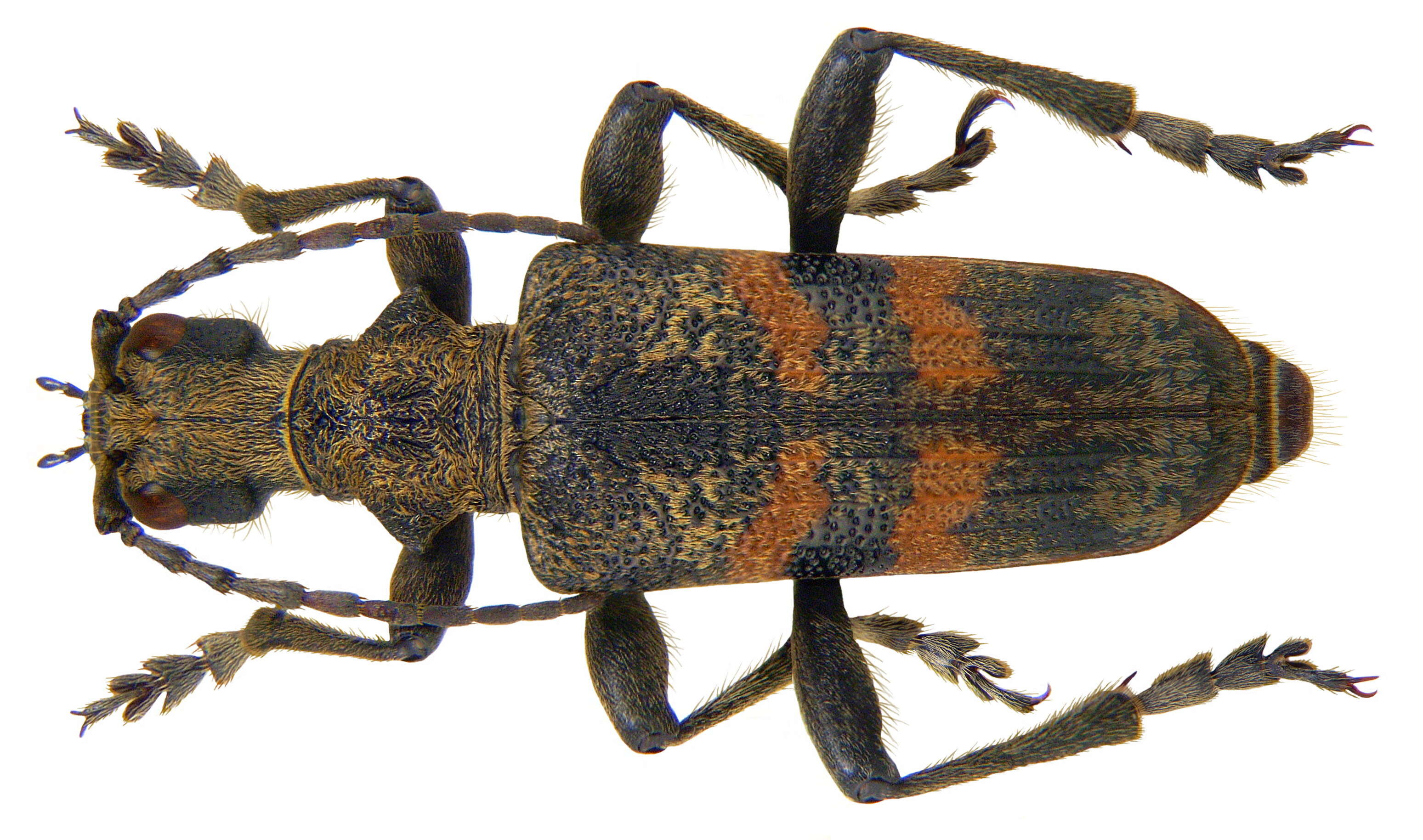 Image of Blackspotted Pliers Support Beetle