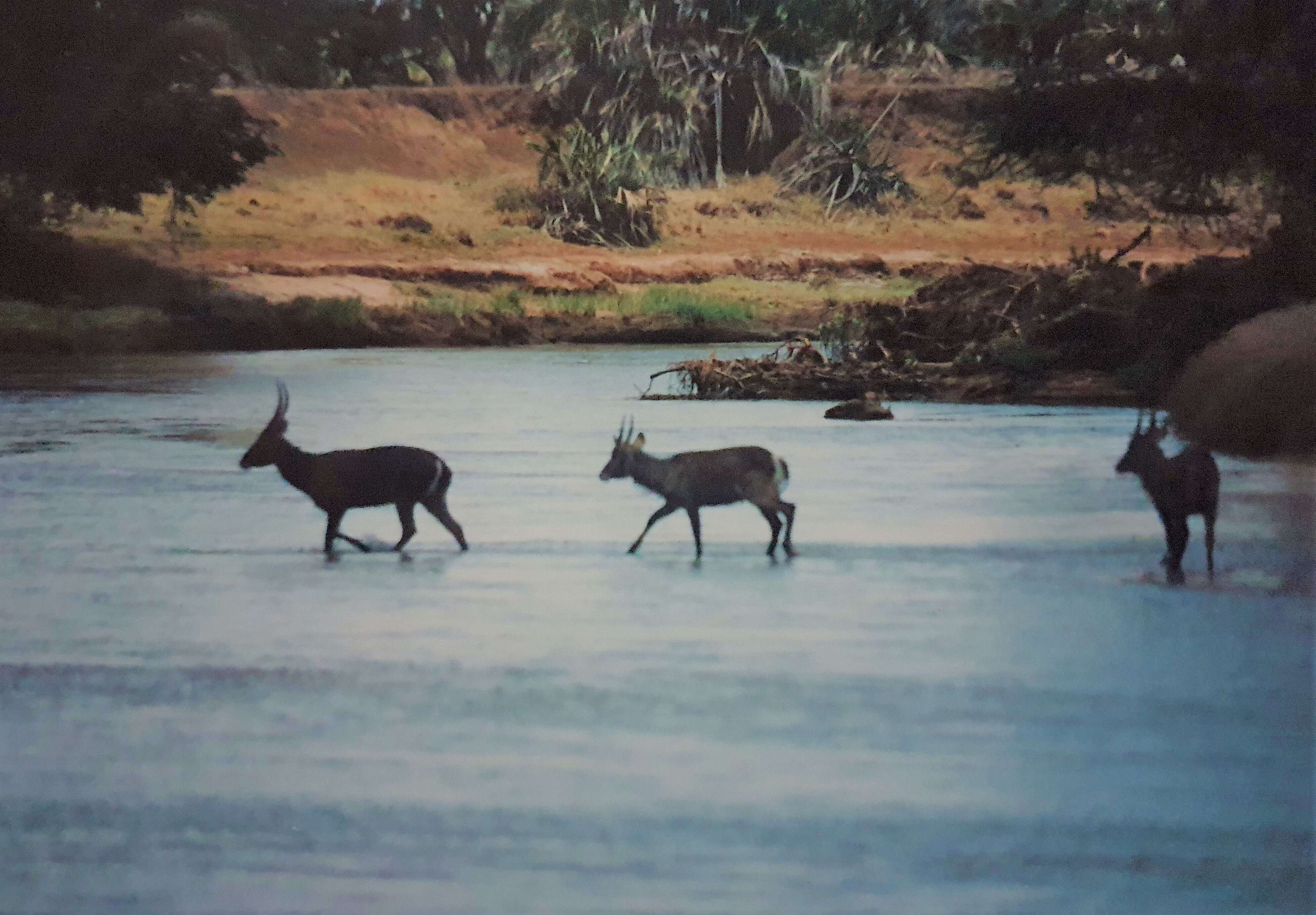 Image of Defassa Waterbuck