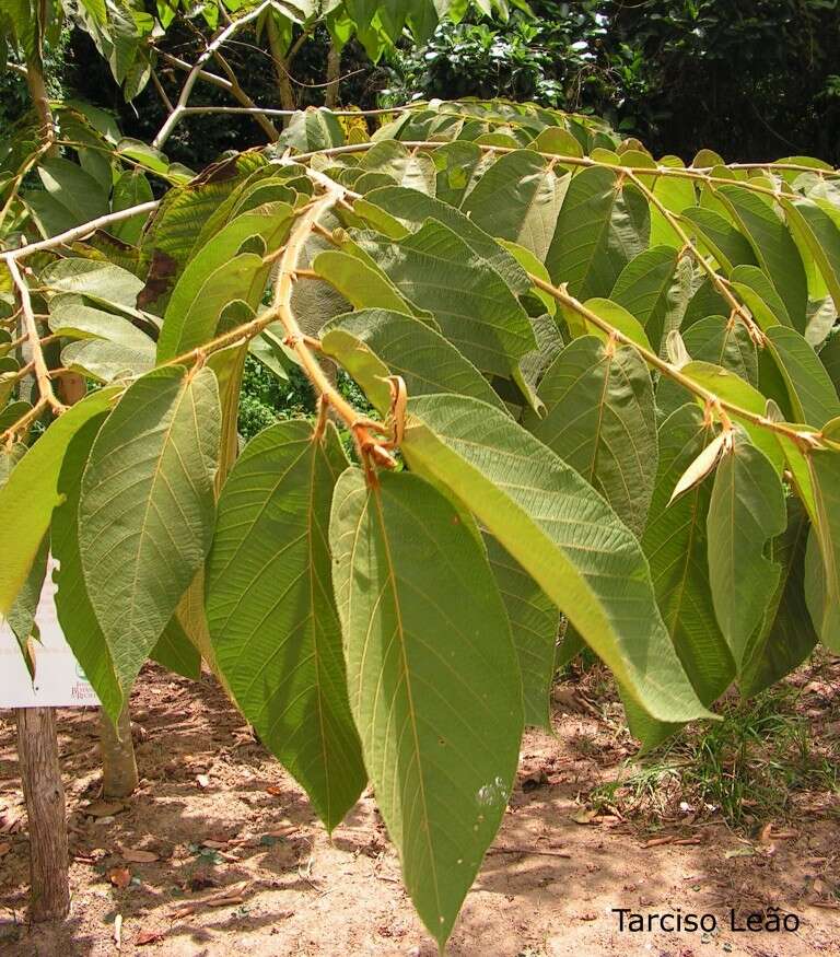 Image of Apeiba tibourbou Aubl.