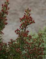 Image of Celery Pines
