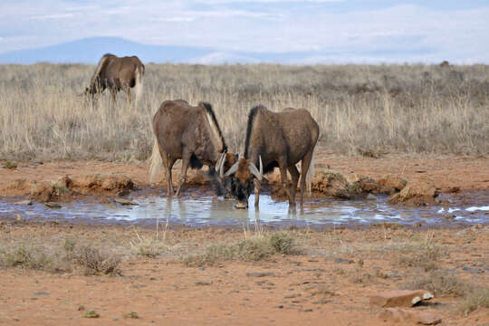 Image of Black Wildebeest