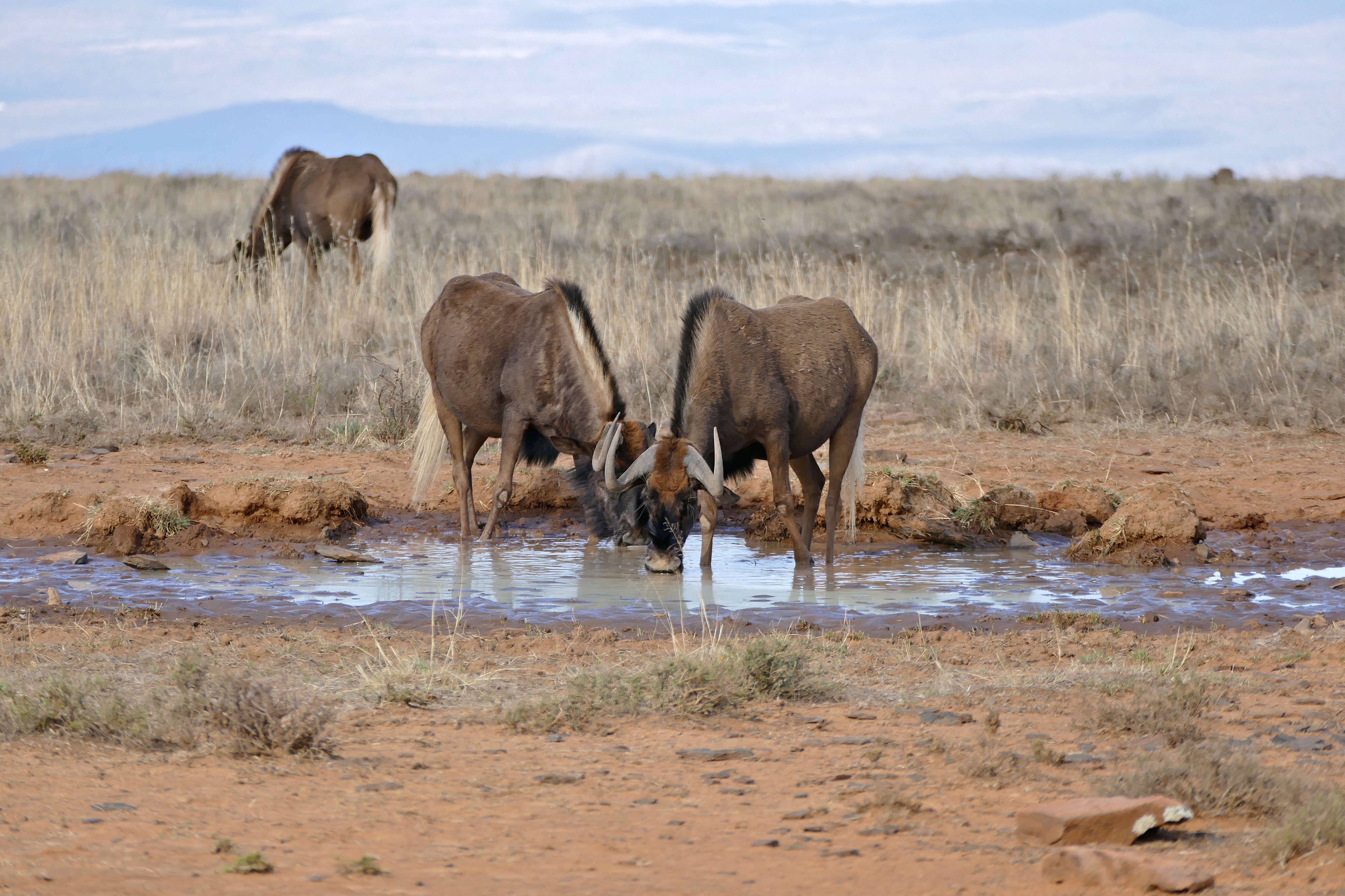 Image of wildebeest