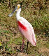 Image of Roseate Spoonbill