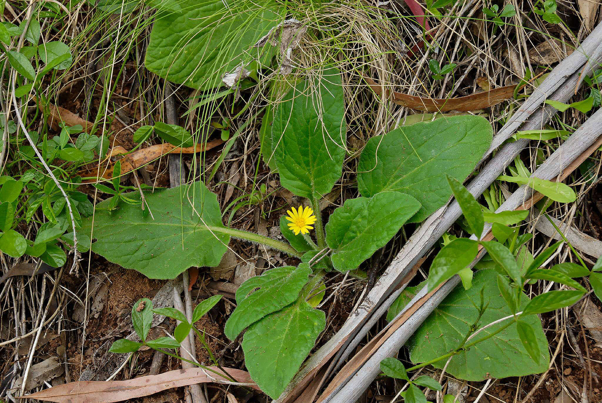 Cymbonotus preissianus Steetz resmi