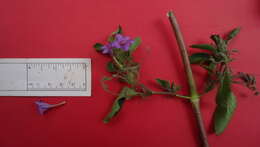 Image of Ruellia paniculata L.