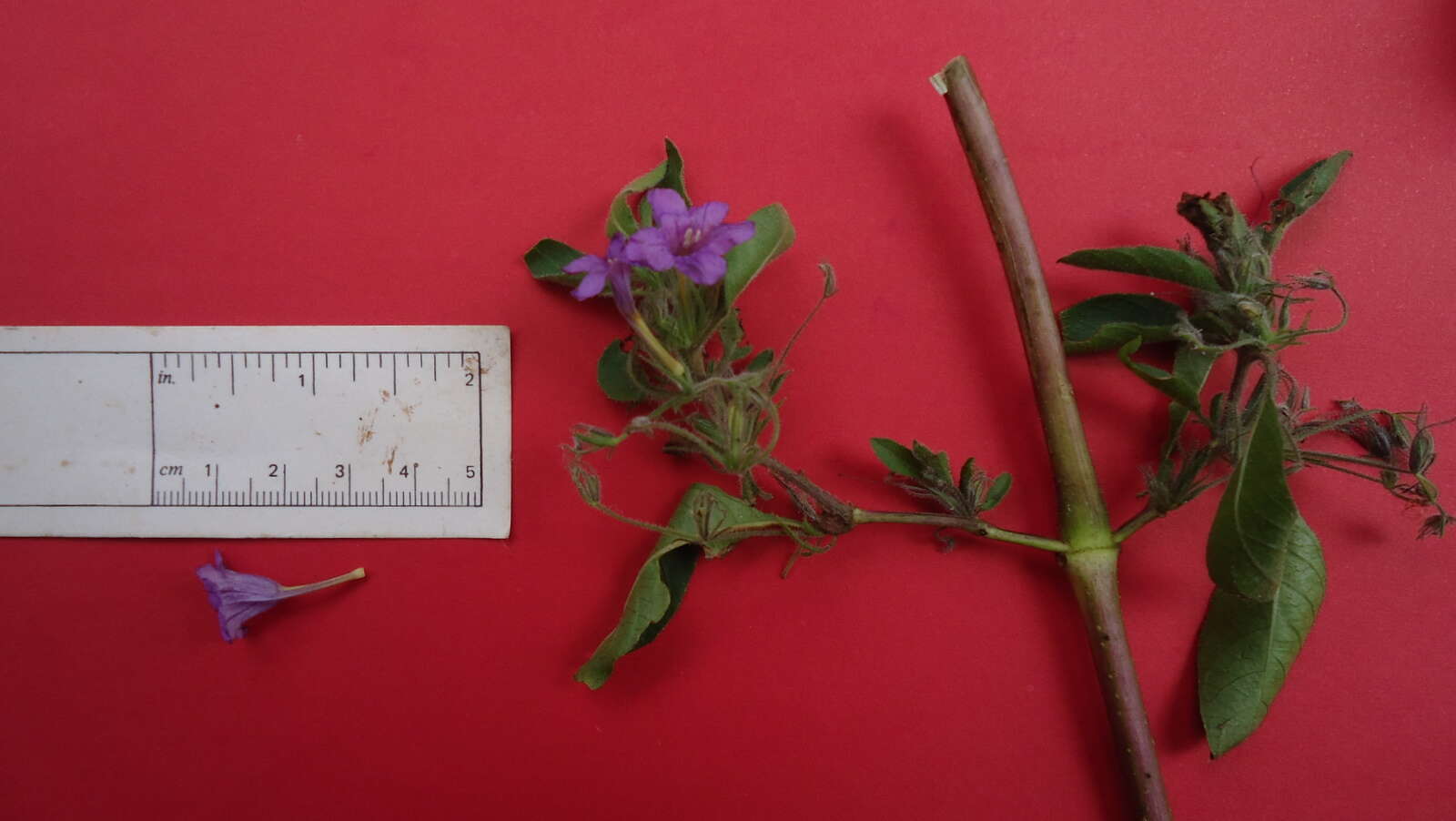 Image of Ruellia paniculata L.