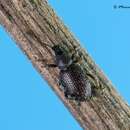 Image of Cribrate Weevil