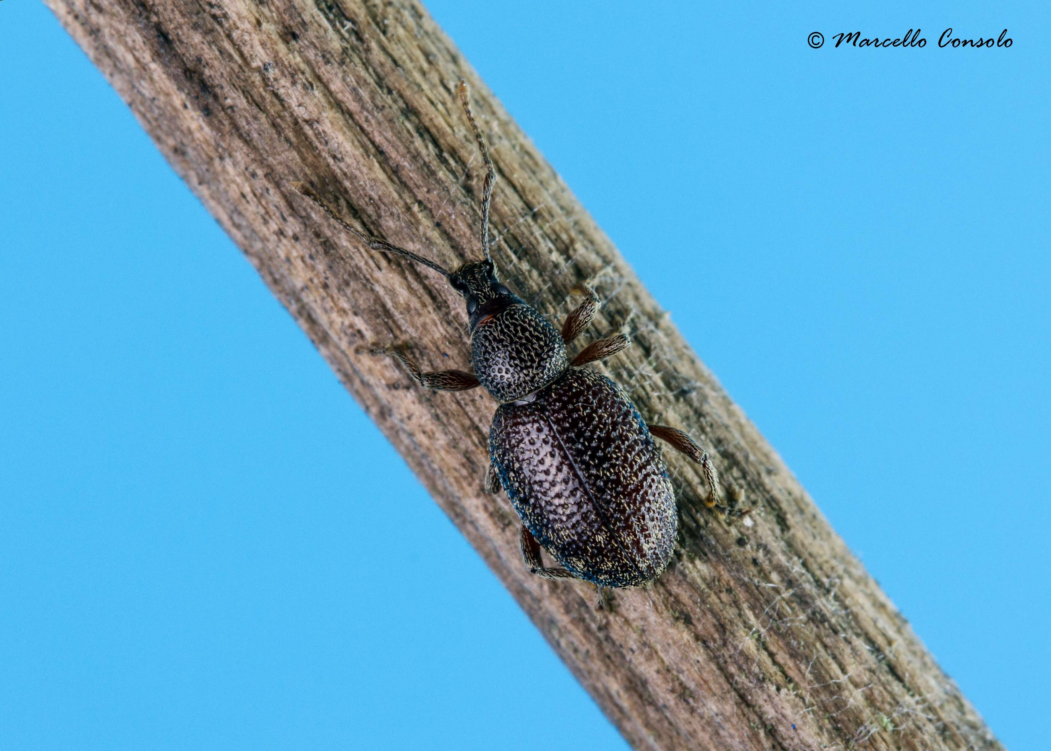 Image of Cribrate Weevil