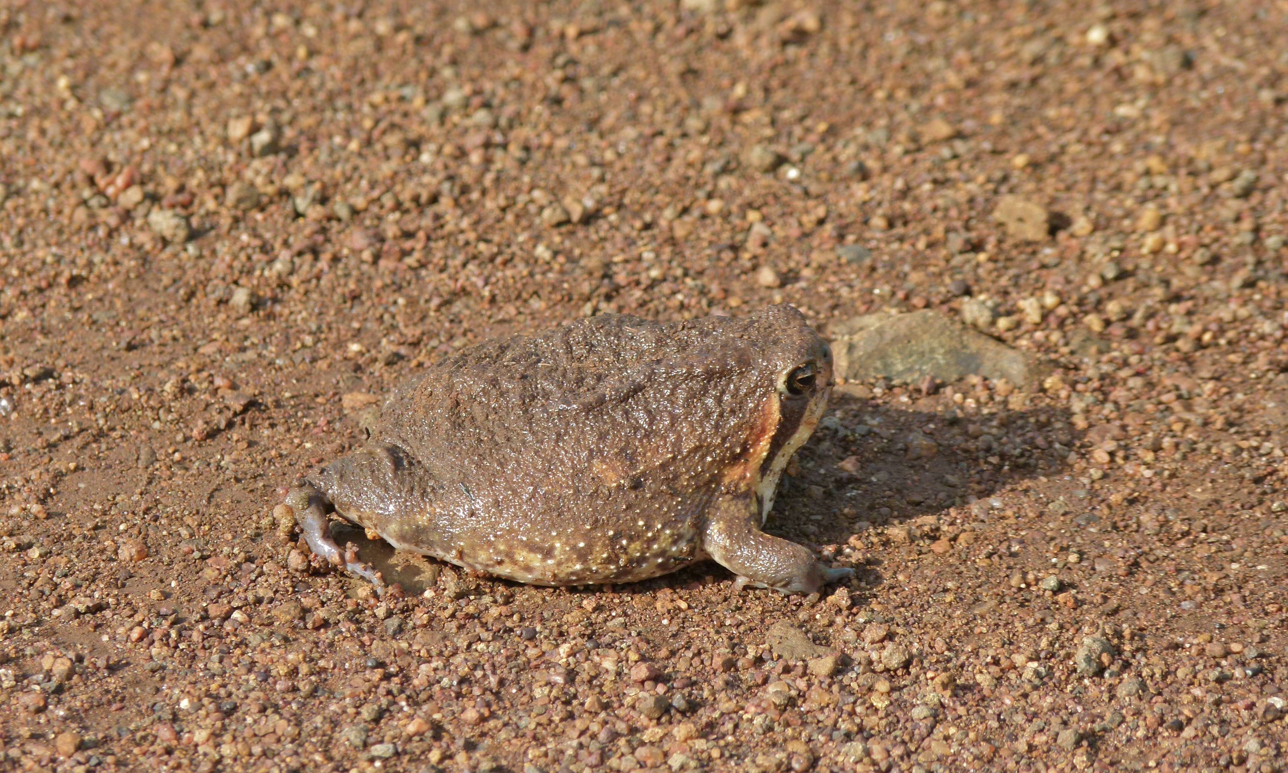 Image of Common Rain Frog