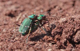 Image de Cicindela