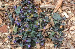 Image of common dog-violet