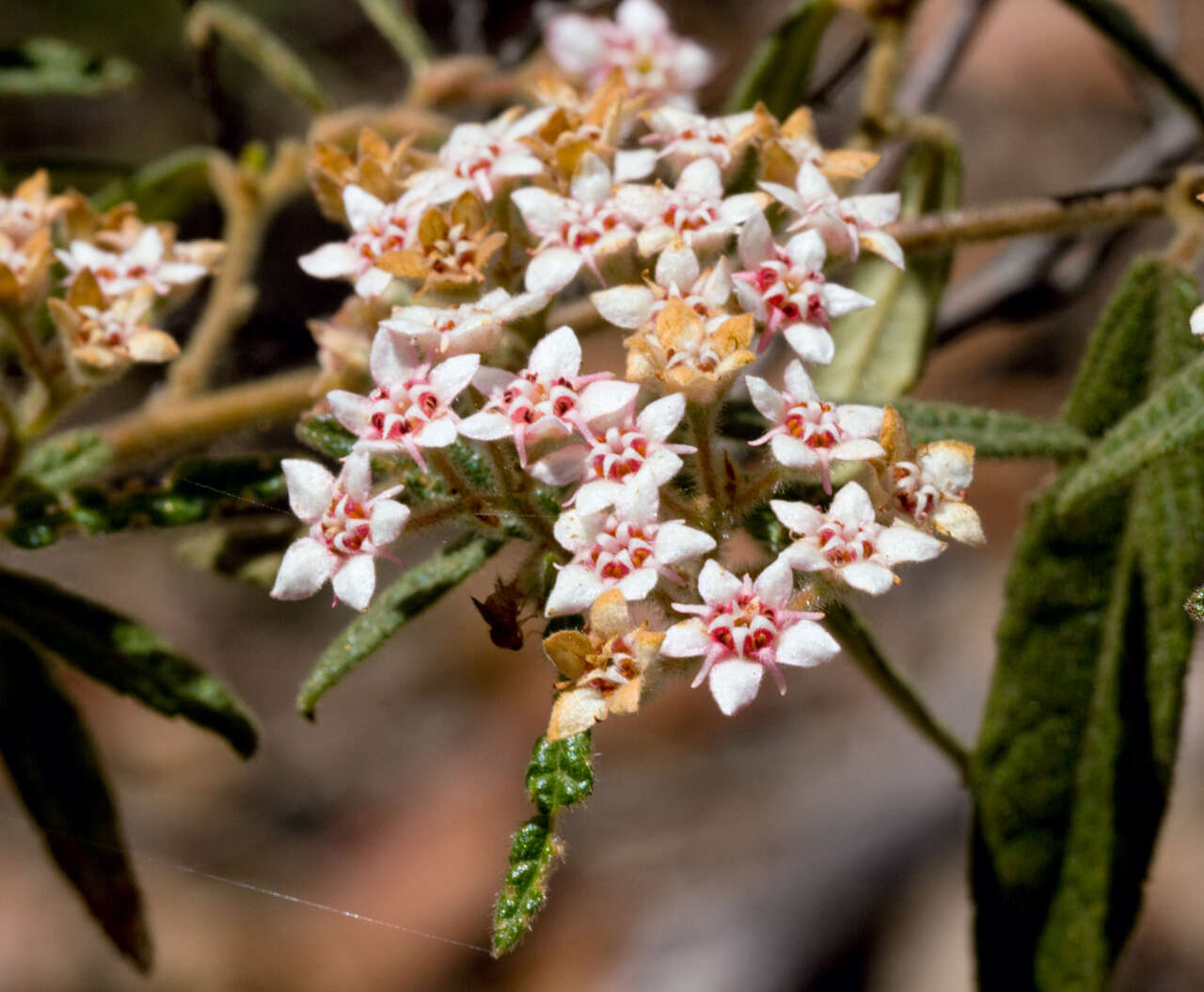 Image of Commersonia hermanniifolia (J. Gay ex DC.) F. Müll.