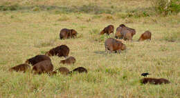 Image of capybara