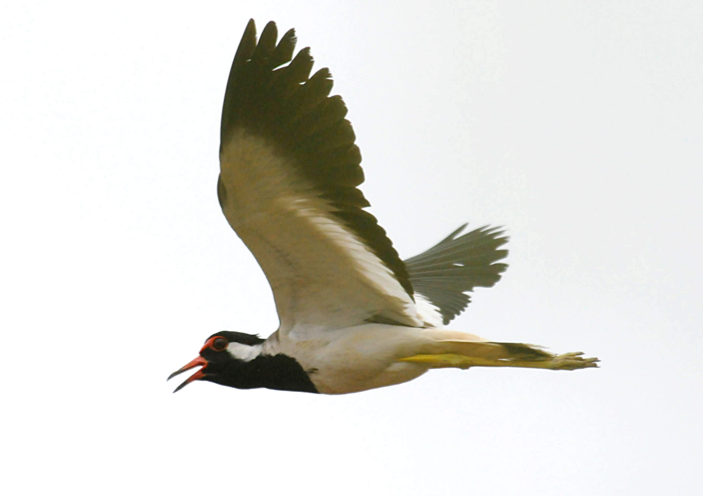 Image of Red-wattled Lapwing