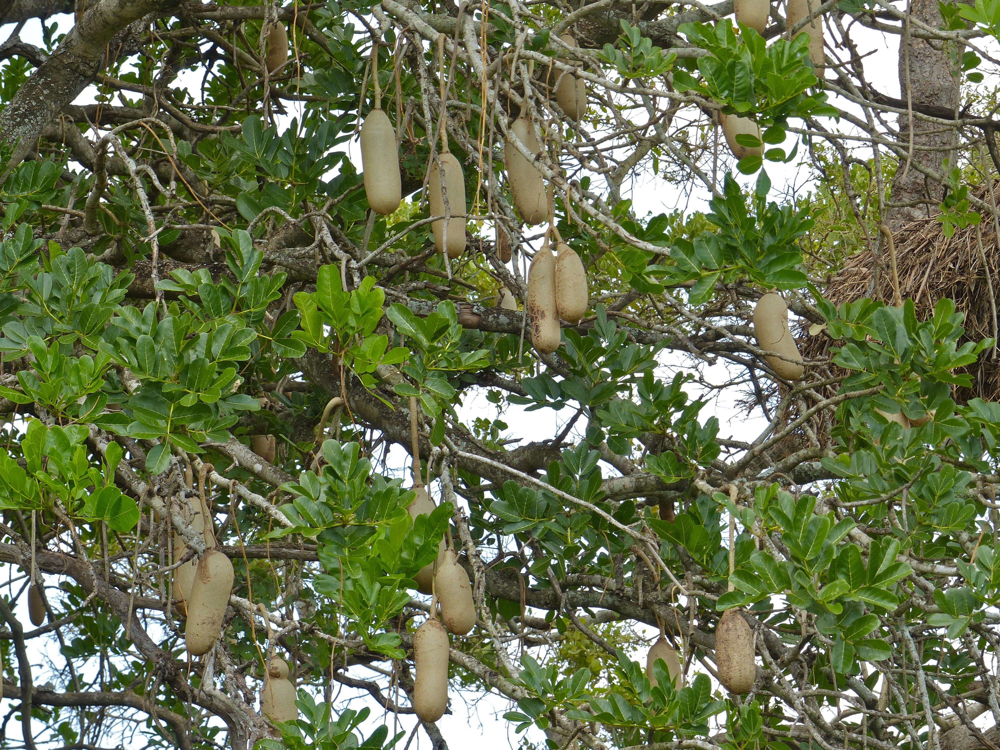 Image of sausage tree