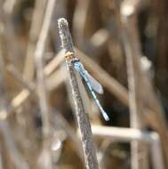 Image of Familiar Bluet