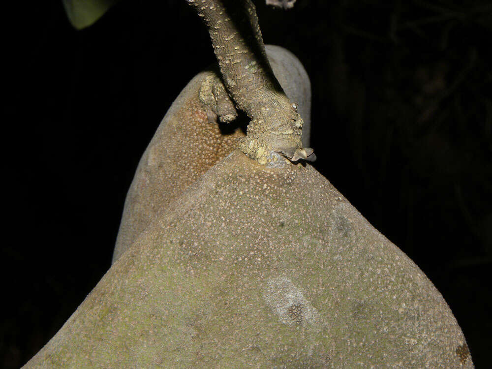 Image de Aspidosperma myristicifolium (Markgr.) Woodson