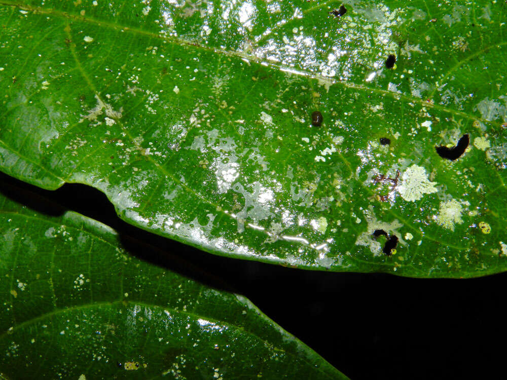 صورة Mortoniodendron cauliflorum Al. Rodr.