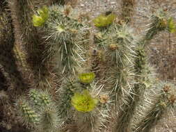 Image of Chollas